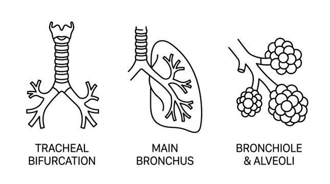 Medical illustration showing human respiratory system anatomy including trachea bronchus and alveoli structures.