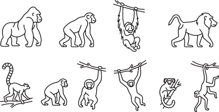 Monkeys and primates hanging in trees
