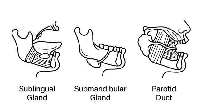 Medical illustration showing the three major human salivary glands and their anatomical locations.