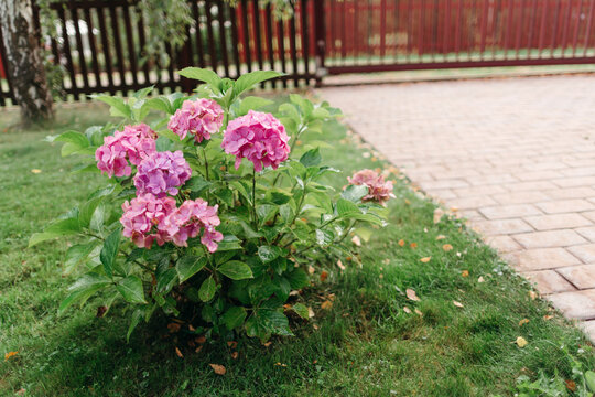 Pink Hydrangeas Bloom in a Serene Garden Path