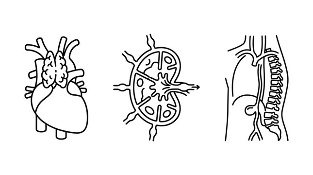 Set of human internal organs line art icons showing heart lymph node and spinal column.