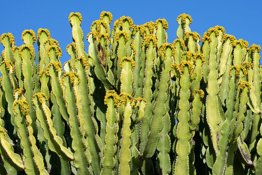 Unusual cactus plant and blue sky