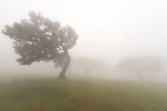 Lone twisted laurel tree in dense fog Fanal Madeira