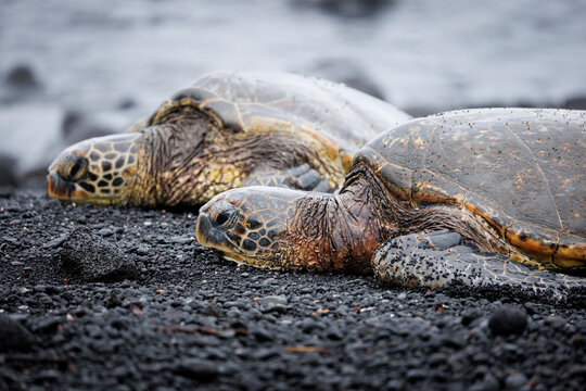 Resting Sea Turtles