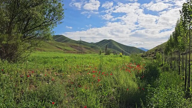 A peaceful spring plain with young trees, green hills, and scattered red wildflowers under a bright, partly cloudy sky.
📍 Marivan, Kurdisatn, Iran 