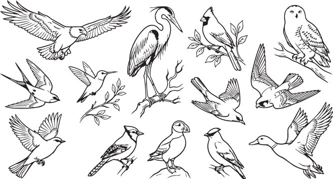 Bird collection line art illustrations set including eagle owl heron hummingbird cardinal puffin blue jay duck swallow hand drawn sketches minimalist monochrome icons