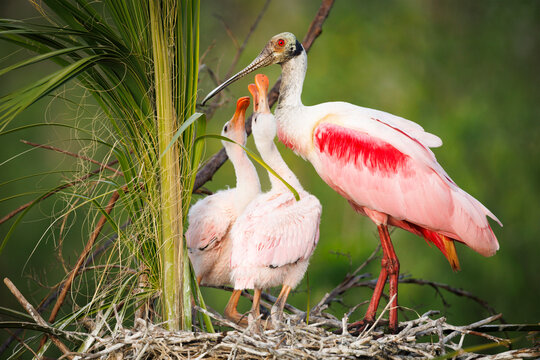 Spoonbills at the Nest