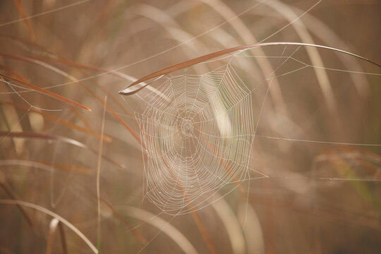 Spider Web with Dew