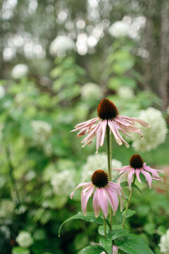 Blooming Flowers Bring Joy to a Sunny Garden in Summer