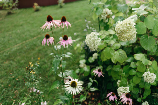 Vibrant Blooms in a Serene Garden During Summer Afternoon