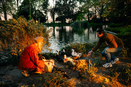 Feeding Ducks in a Park by the Water During Sunset