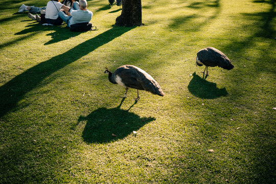 Peacocks Walking on Grass During a Sunny Afternoon in the Park