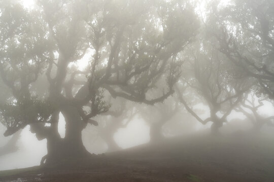 Foggy laurel forest with layered trees Madeira