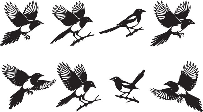 Magpie Bird Silhouettes Collection in Flight and Perched Poses Black Vector Art