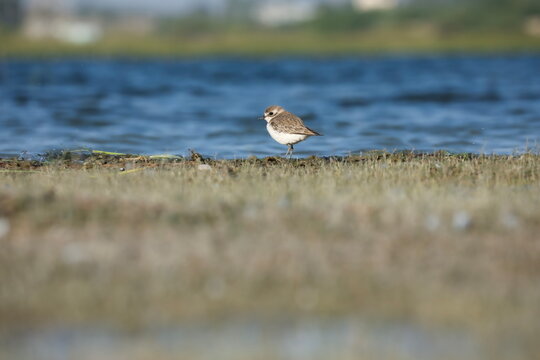 A small bird.