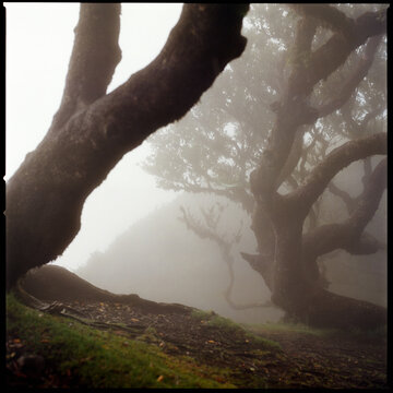 wisted trees in misty forest Madeira