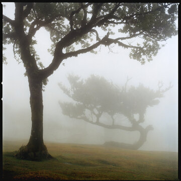 Foggy forest with layered trees Madeira
