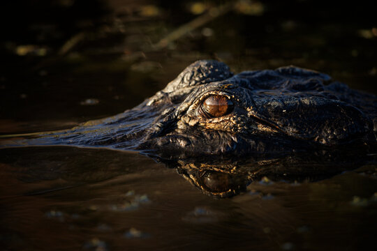 Alligator Close-up