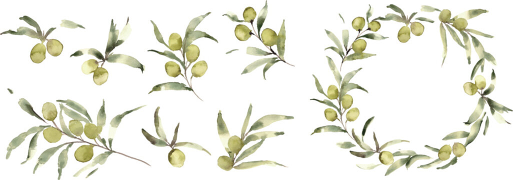 水彩画。水彩タッチのオリーブベクターイラスト。夏のオリーブ植物背景。Watercolor painting. Watercolor-style olive vector illustration. Summer olive plant background.
