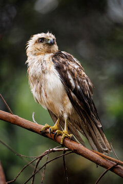 Hawaiian hawk