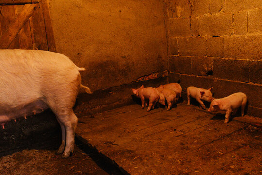 Piglets beside sow in dim farm stall