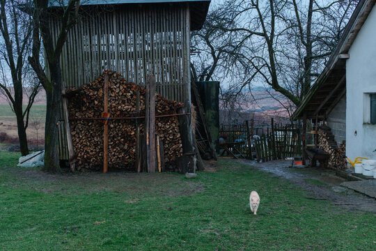 Village cat walking through rural yard