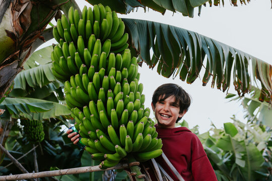 Boy smiling beside a large banana bunch in La Palma farm