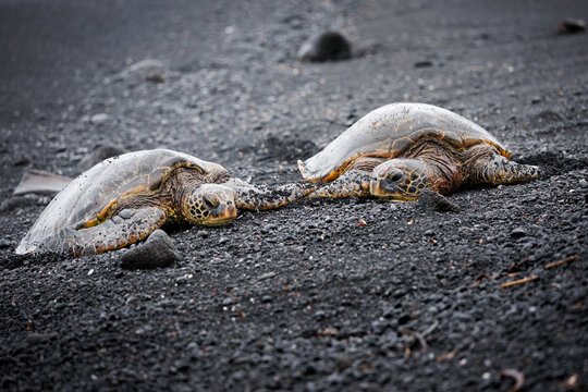 Two Green Sea Turtles 