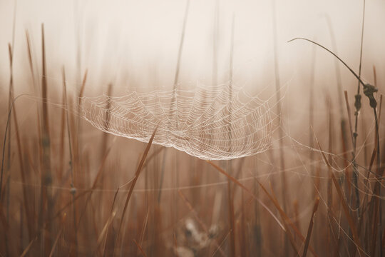 Spider Web in Fog