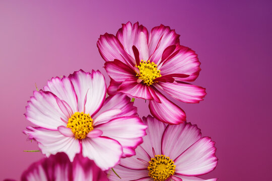 Purple flowers close up