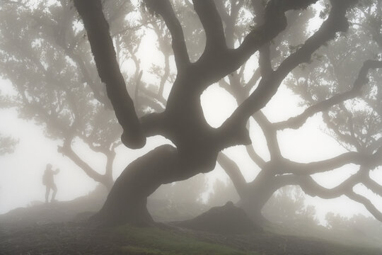 Silhouette under massive laurel tree in fog
