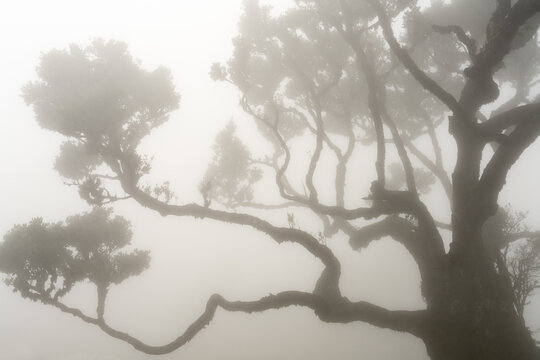 Abstract twisted branches in foggy forest Madeira
