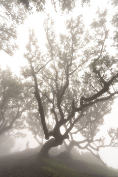 Tall laurel trees disappearing into mist Fanal