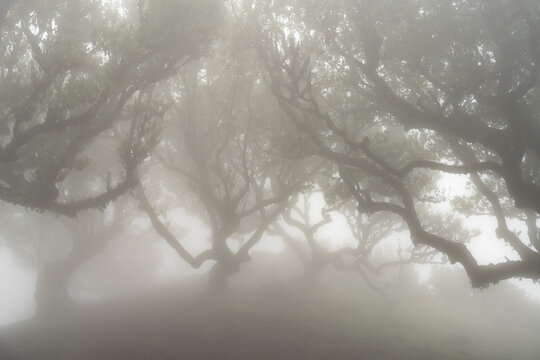 Abstract laurel forest in dense fog Madeira