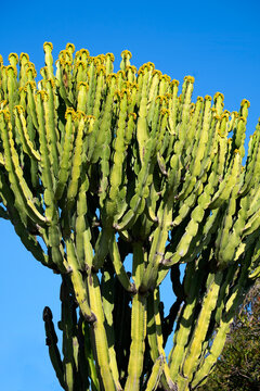 Unusual cactus plant and blue sky