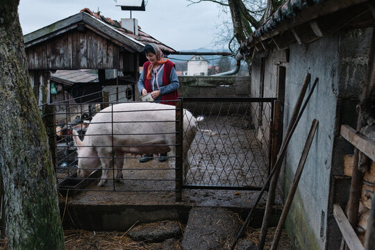 Woman caring for pig in rural farmyard