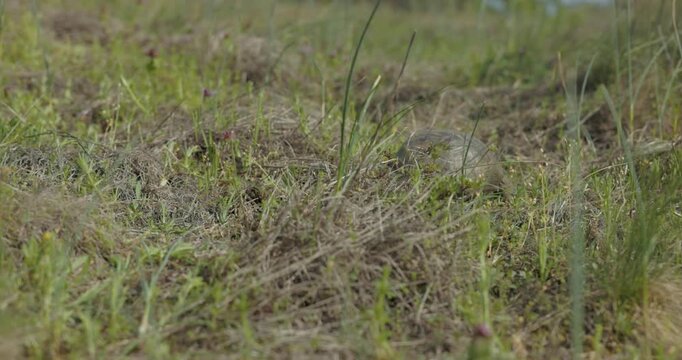 Spur-thighed Tortoise, Greek Tortoise (Testudo graeca) Crawling Over Grasses. Tracking Shot