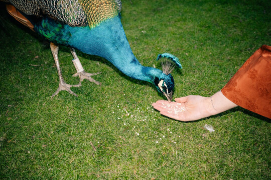 Peacock Eating From a Person's Hand in a Grassy Area