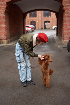 A person is training a brown dog on a city street