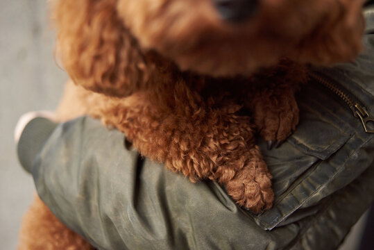 Close up of poodle paw