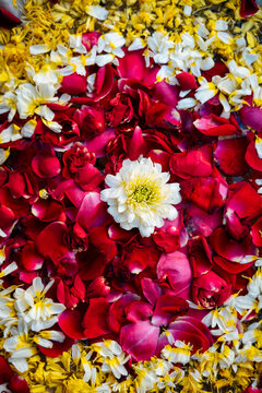 Mixed Flower Petals with White Bloom