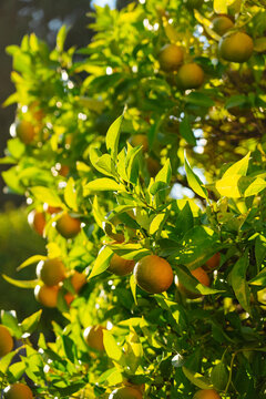 Oranges hanging on a sunlit tree