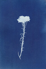 Botanical cyanotype 