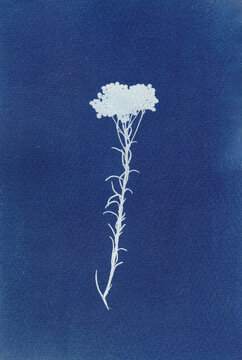Botanical cyanotype 
