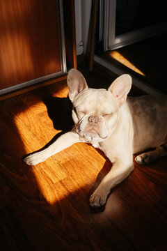 French bulldog resting in patch of sunlight indoors