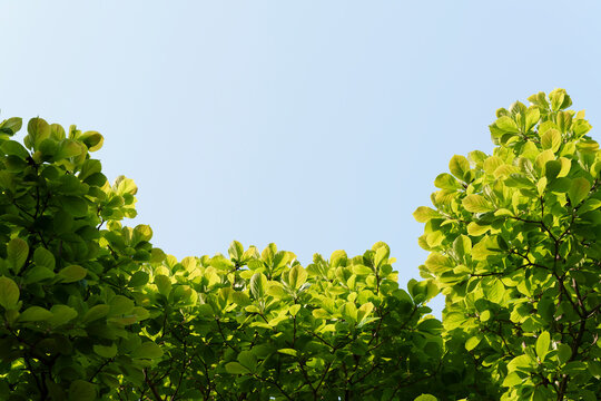 Magnolia Leaves Against the Sky