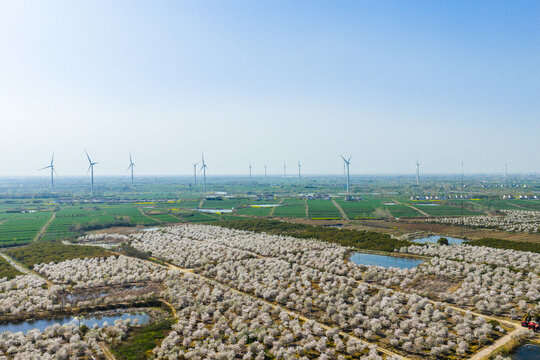 cherry blossom trees with wind turbines