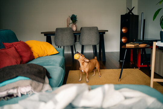 Dog Playing With a Ball in a Living Room With Colorful Decor