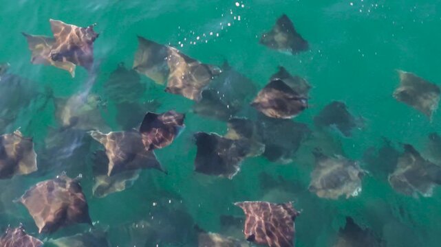 Mobula rays leap and splash in the Sea of Cortez, showcasing their unique movements in clear waters of Baja California Sur.