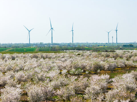 cherry blossom trees with wind turbines
